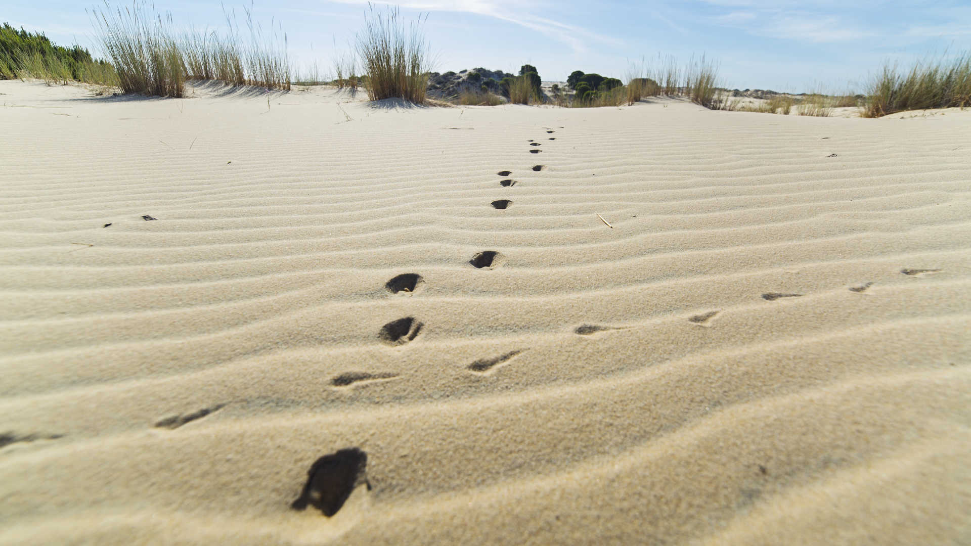 Dunas del Parque Nacional de Doñana 