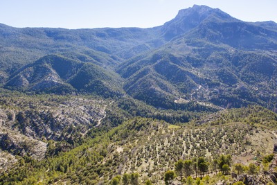 Timber culture in the Segura and Cazorla Mountains