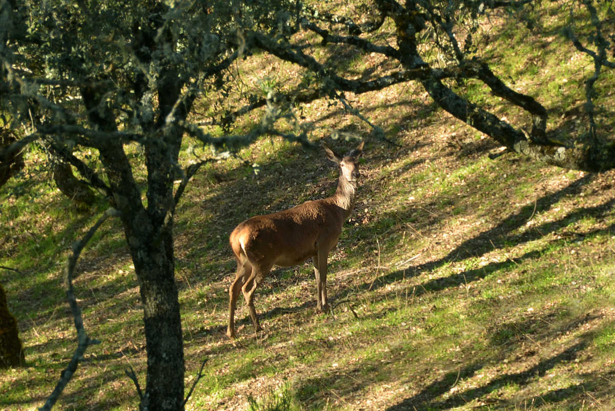 Naturaleza el ciervo en la zona de los Pedroches 