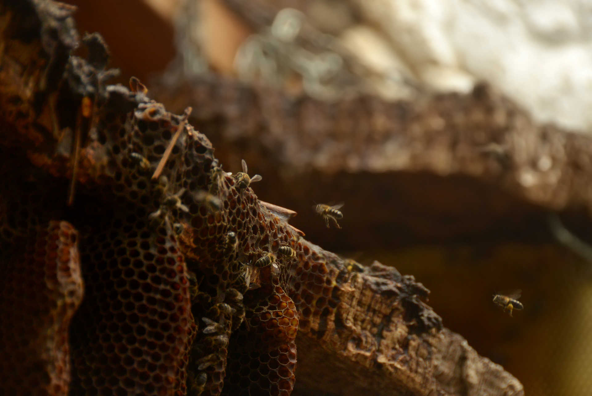 Turismo Industrial Panal de abejas en el rancho Cortesano de la miel 