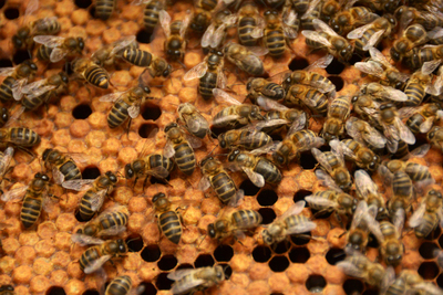 Ein Tag unter Bienen im „Rancho Cortesano de la Miel
