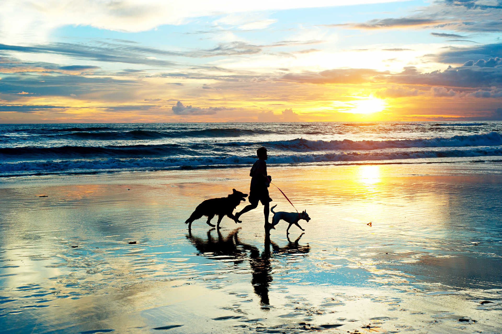 Sol y Playa Canina Generica Huelva Mascotas.jpg