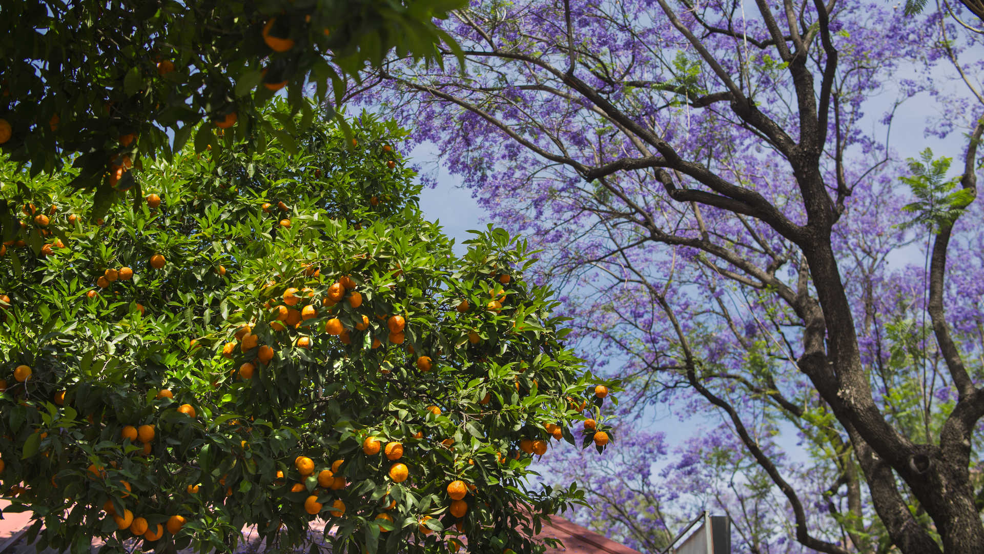 Detalle naranjo y jacaranda