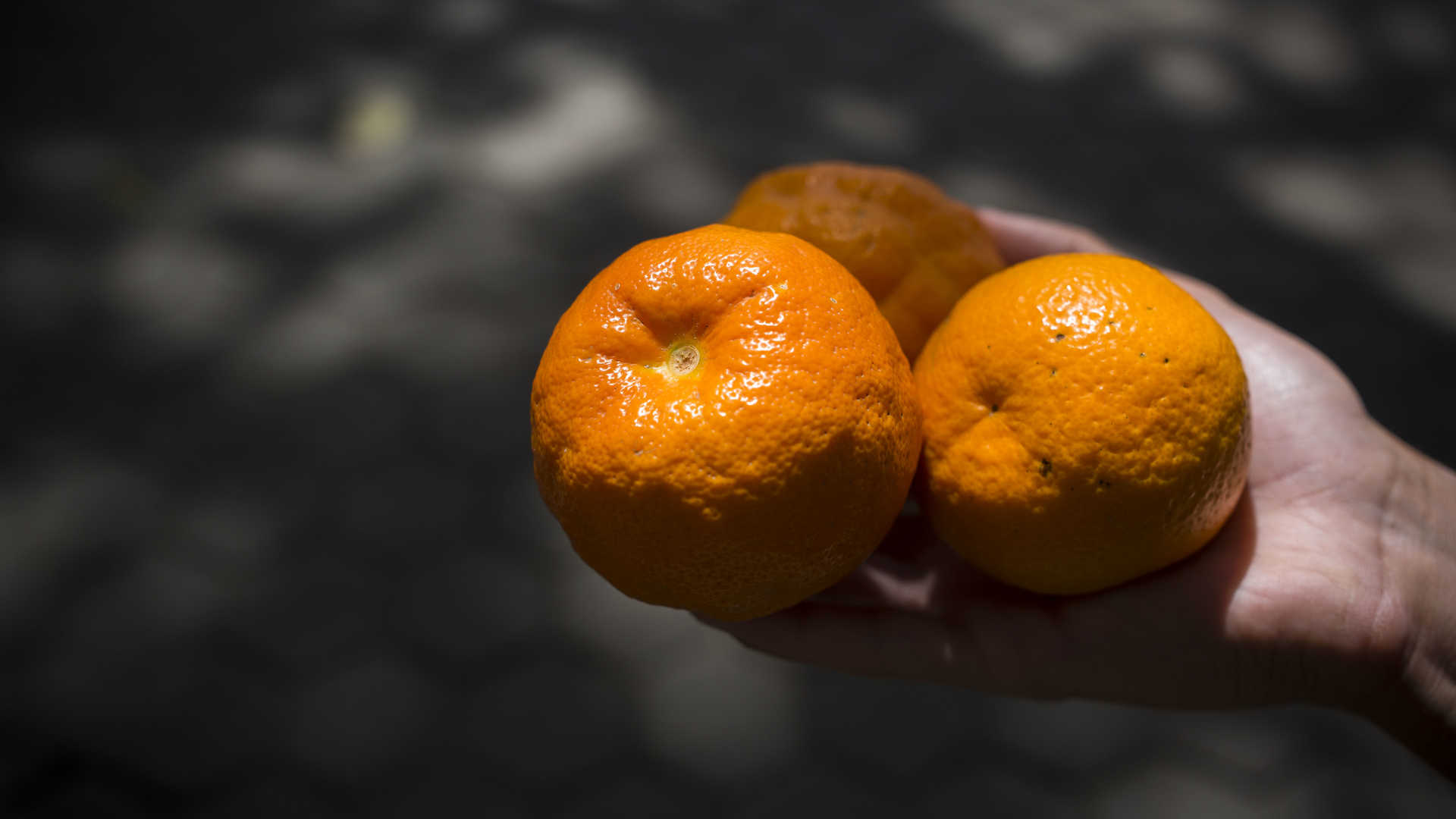 4-3 Detalle naranjas amargas