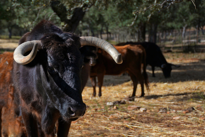 Reservatauro, ein einzigartiges Stierkampferlebnis